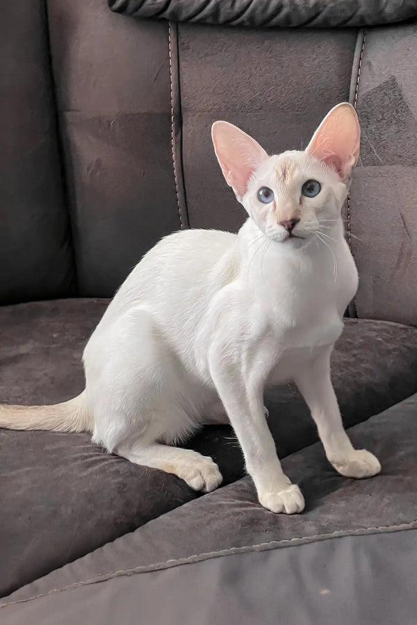 Athena | oriental shorthair kitten