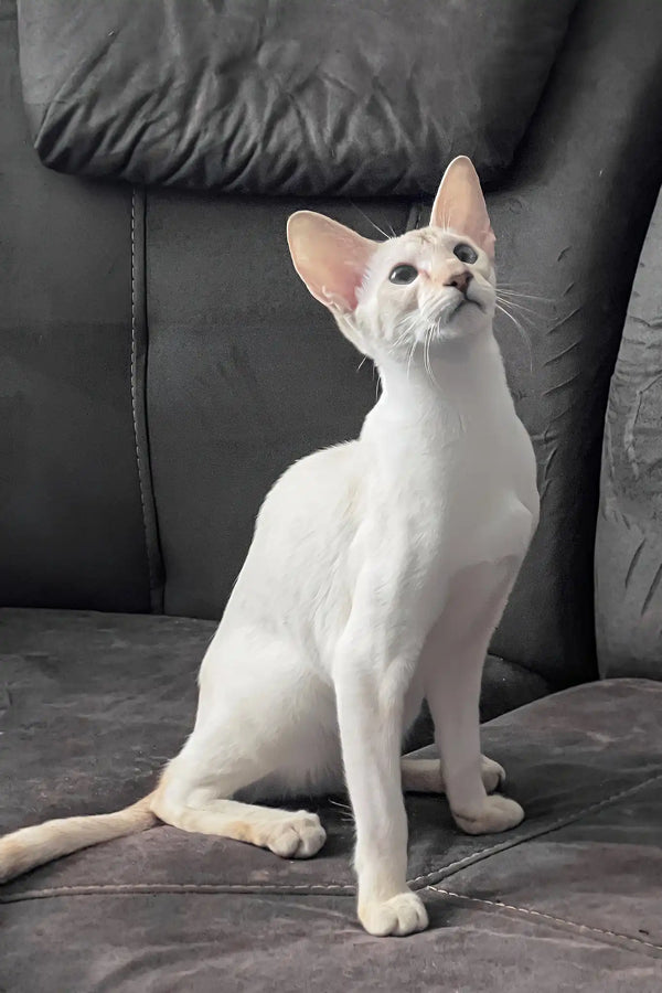 Athena | oriental shorthair kitten