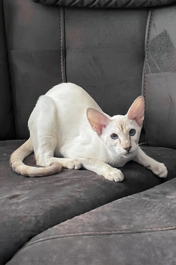 Athena | oriental shorthair kitten