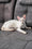 Athena | Oriental Shorthair Kitten
