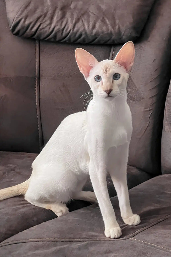 Athena | oriental shorthair kitten