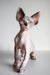 Adorable Hairless Sphynx kitten from Atlanta, perfect Canadian companion!