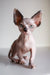 Adorable Hairless Sphynx kitten from Atlanta | Canadian Sphynx Kitten collection