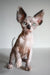 Cute Hairless Sphynx Kitten from Atlanta, perfect for cuddles and companionship