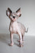 Hairless Sphynx kitten from Atlanta, a cute Canadian Sphynx furball for your home