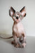 Adorable Hairless Sphynx kitten from the Atlanta Canadian Sphynx Kitten line