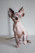 Adorable Hairless Sphynx cat with big ears from Atlanta Canadian Sphynx Kitten