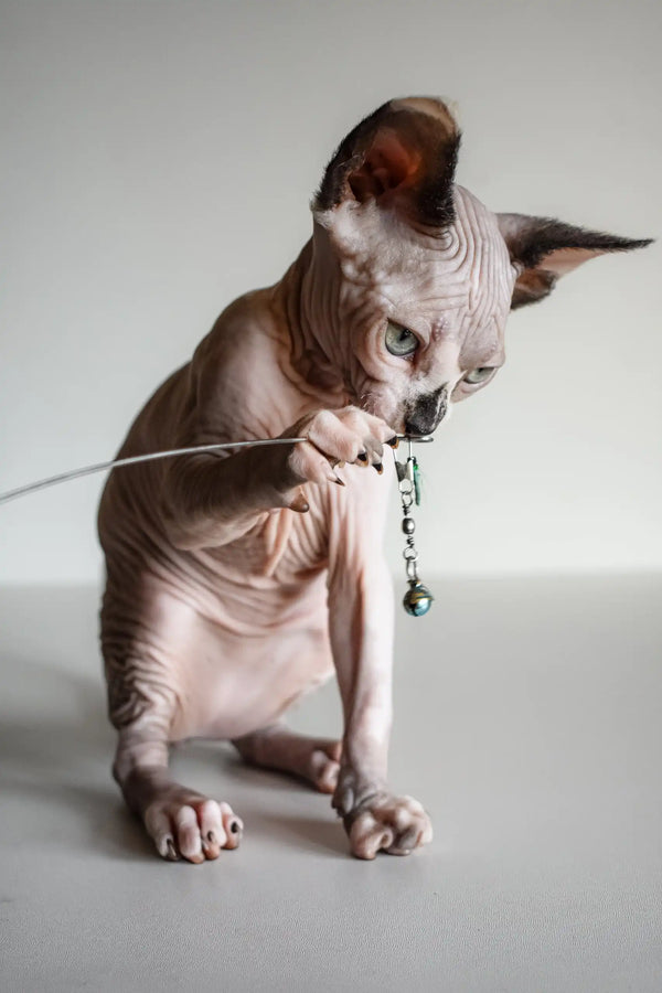 Hairless cat having fun with a toy in Atlanta Canadian Sphynx Kitten product