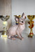 Hairless Canadian Sphynx kitten with trophies, perfect for Atlanta cat lovers