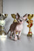 Hairless Canadian Sphynx Kitten Atlanta with trophies showcasing its charm and uniqueness