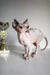 Cute Hairless Cat next to a trophy for Atlanta | Canadian Sphynx Kitten product