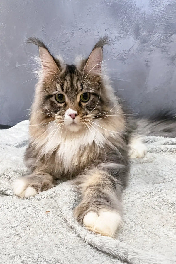 Majestic Maine Coon cat from Atlantis Polydactyl Maine Coon collection