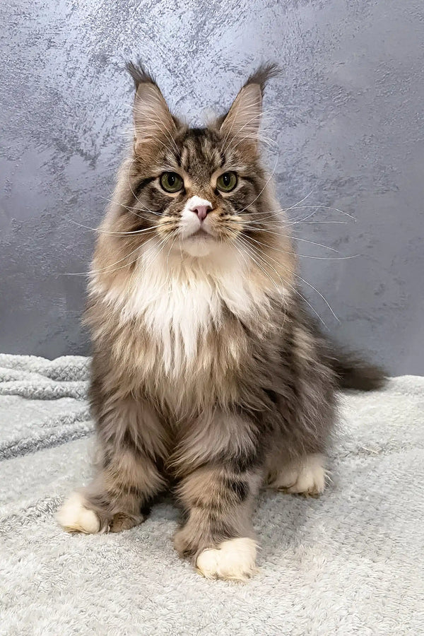 Fluffy Maine Coon cat from the Atlantis Polydactyl Maine Coon collection