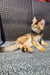 Adorable golden Maine Coon kitten sitting alert on a textured surface