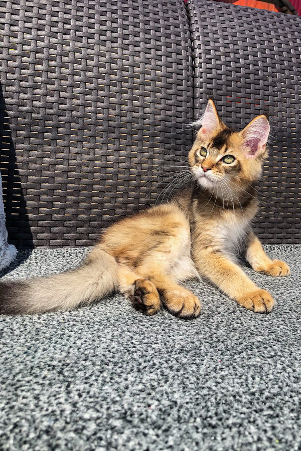 Adorable golden Maine Coon kitten sitting alert on a textured surface