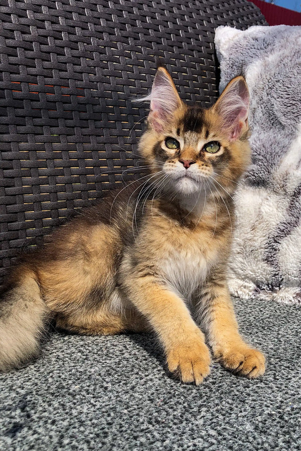 Adorable tabby kitten lounging on a cushion next to a Golden Maine Coon