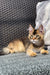 Tabby kitten with alert eyes resting on a textured surface for Golden Maine Coon