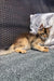 Cute Golden Maine Coon Kitten with tan fur chilling on a cozy cushion