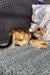 Golden Maine Coon kitten with big eyes sitting on a textured surface for Atlas