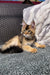 Tabby kitten lounging on textured surface beside woven furniture in a cozy scene of Golden Maine Coon