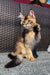 Adorable calico kitten sitting up, showcasing its playful personality with raised paw