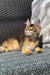 Fluffy golden Maine Coon kitten lounging comfortably on a textured surface