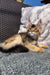 Fluffy golden Maine Coon kitten lounging on a cozy cushion, showcasing its lovely fur