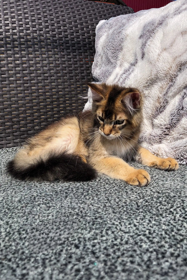 Fluffy calico kitten relaxing on a soft surface near a Golden Maine Coon Kitten