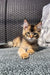 Tabby kitten chilling on a textured surface near a Golden Maine Coon kitten