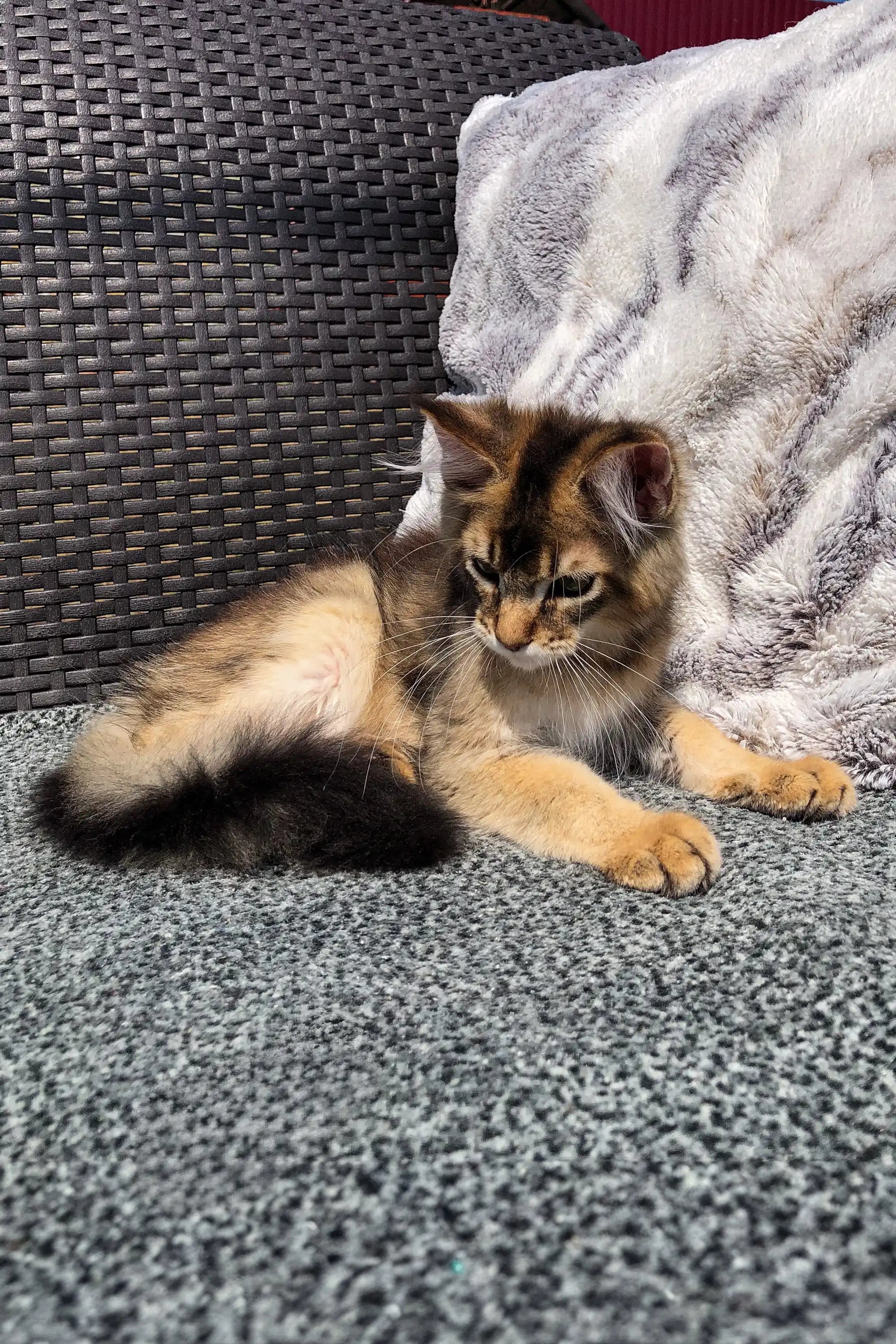 Maine Coon Kittens for Sale Atlas | Golden Kitten