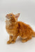 Fluffy orange Maine Coon kitten sitting and looking up, super cute and playful