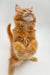 Fluffy orange Maine Coon kitten on hind legs with paws raised, super adorable!