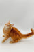 Ginger Maine Coon Kitten sitting pretty with its tail extended, ready for fun!