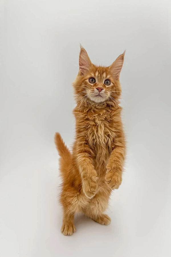 Energetic Orange Maine Coon Kitten standing on hind legs with paws raised