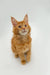 Cute Orange Tabby Maine Coon Kitten with fluffy coat and ear tufts from Atlas