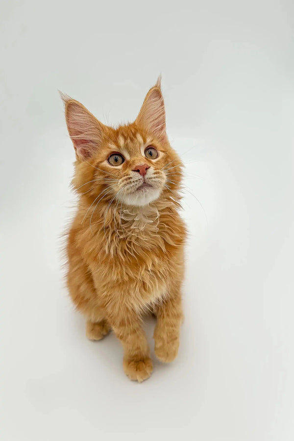 Cute Orange Tabby Maine Coon Kitten with fluffy coat and ear tufts from Atlas