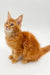 Orange tabby Maine Coon kitten Atlas with fluffy fur and cute ear tufts