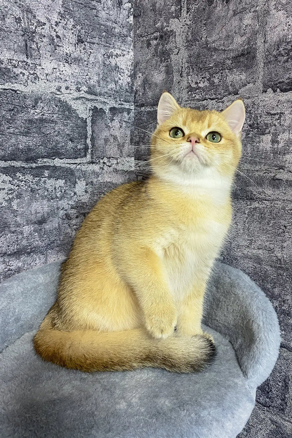 Cream-colored British Shorthair kitten named Atos with bright yellow eyes sitting upright