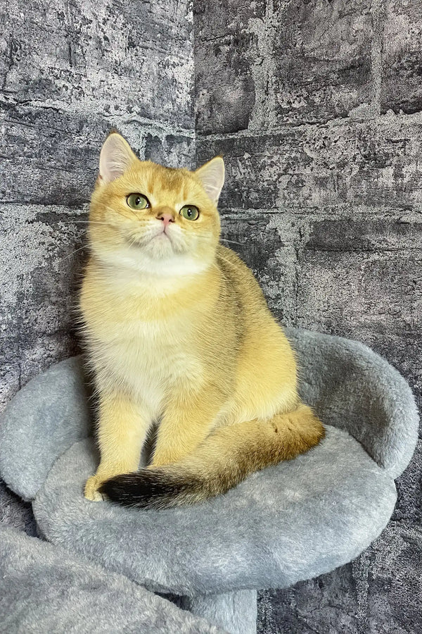 Cream-colored British Shorthair kitten with dark-tipped ears in a stone bowl
