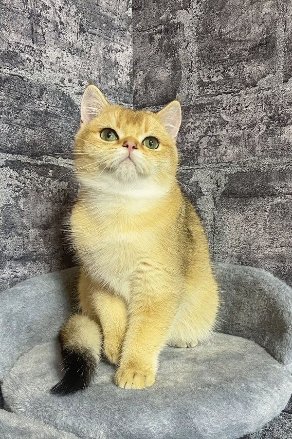 Cream-colored Persian cat with golden eyes sitting upright next to Atos British Shorthair Kitten