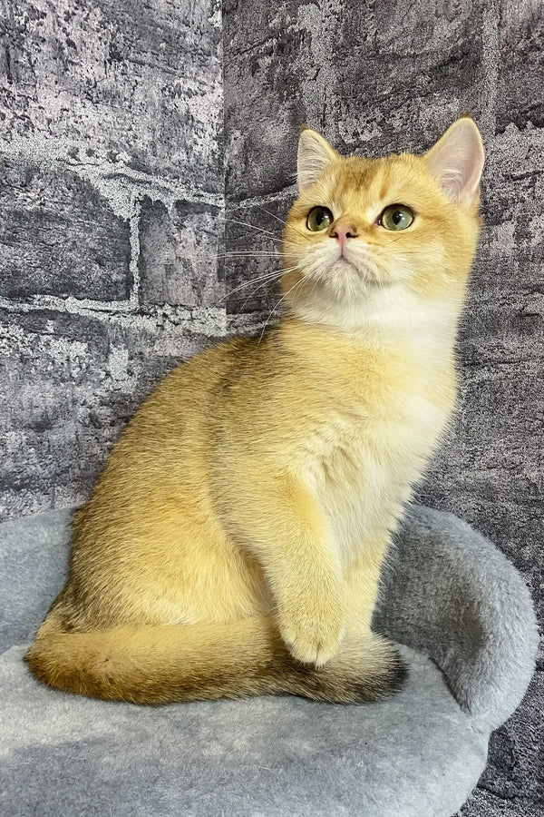 Golden British Shorthair kitten Atos with yellow eyes sitting upright and looking cute