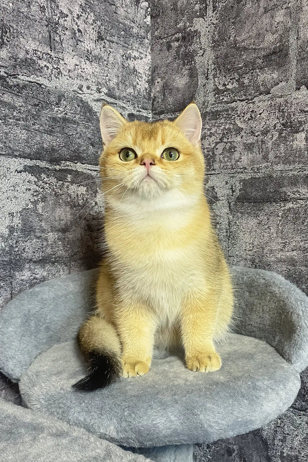 Golden British Shorthair cat with bright yellow eyes sitting upright for Atos Kitten