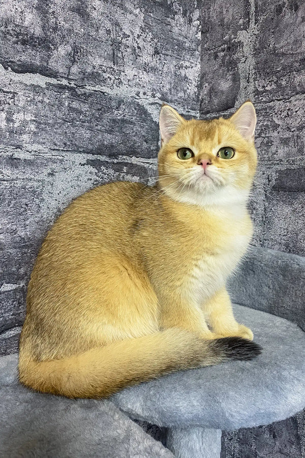 Golden British Shorthair kitten Atos with bright yellow eyes looking adorable