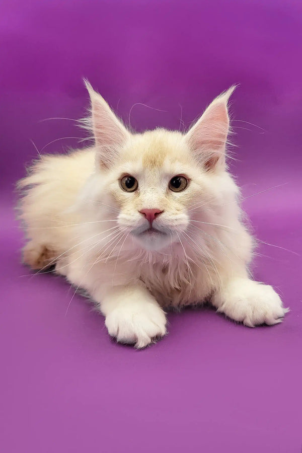 Cream-colored Maine Coon kitten Atos looking adorable and playful in a cozy setting