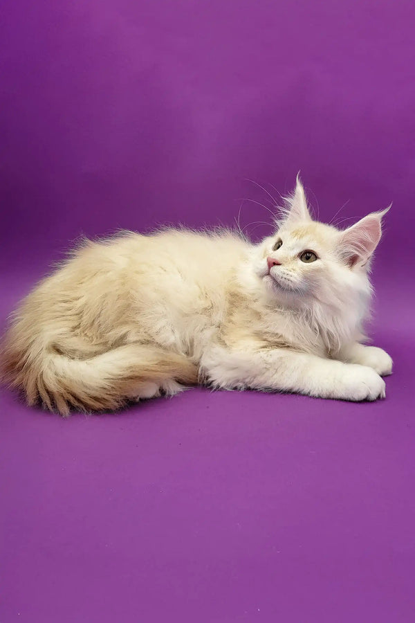 Cream-colored Maine Coon cat in Atos | Maine Coon Kitten product display
