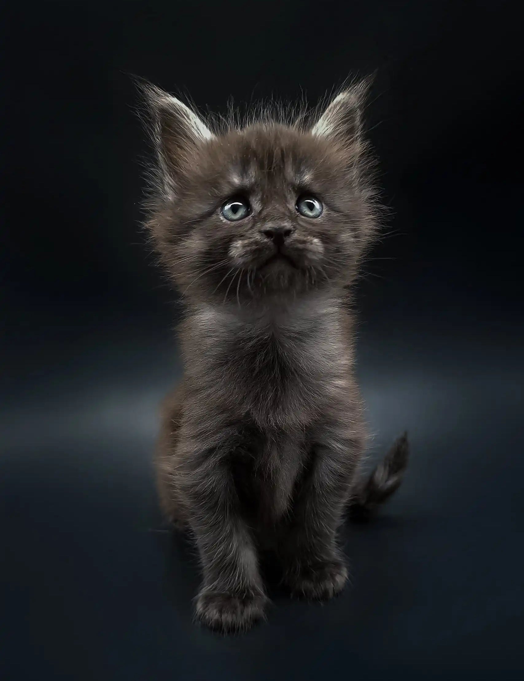 Fluffy gray Maine Coon kitten with bright eyes looking up in Aura product