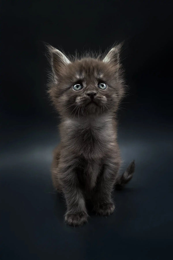 Fluffy gray Maine Coon kitten with bright eyes looking up in Aura product