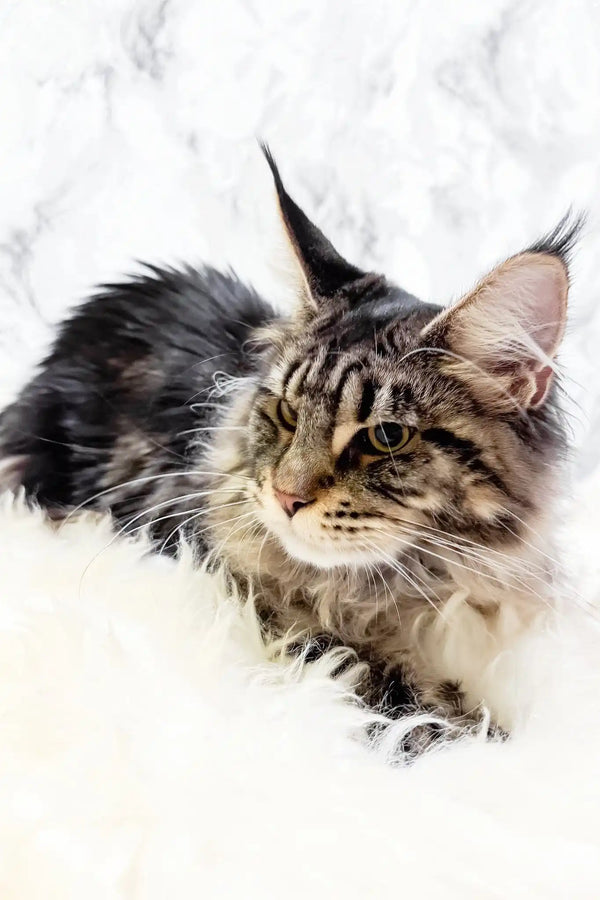Aurika | maine coon kitten