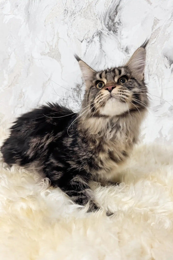 Aurika | maine coon kitten