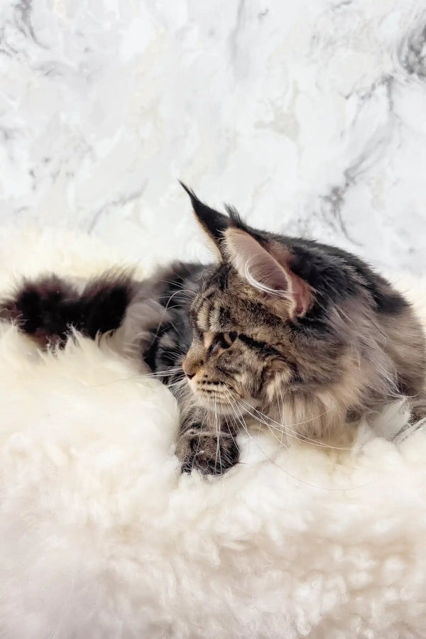 Aurika | maine coon kitten